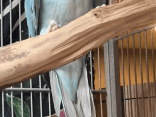 3 year old Indian Ringneck – Blue Female